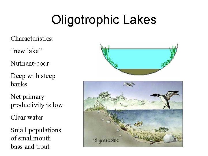 Oligotrophic Lakes Characteristics: “new lake” Nutrient-poor Deep with steep banks Net primary productivity is