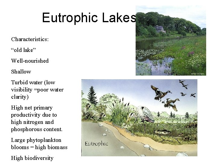 Eutrophic Lakes Characteristics: “old lake” Well-nourished Shallow Turbid water (low visibility =poor water clarity)