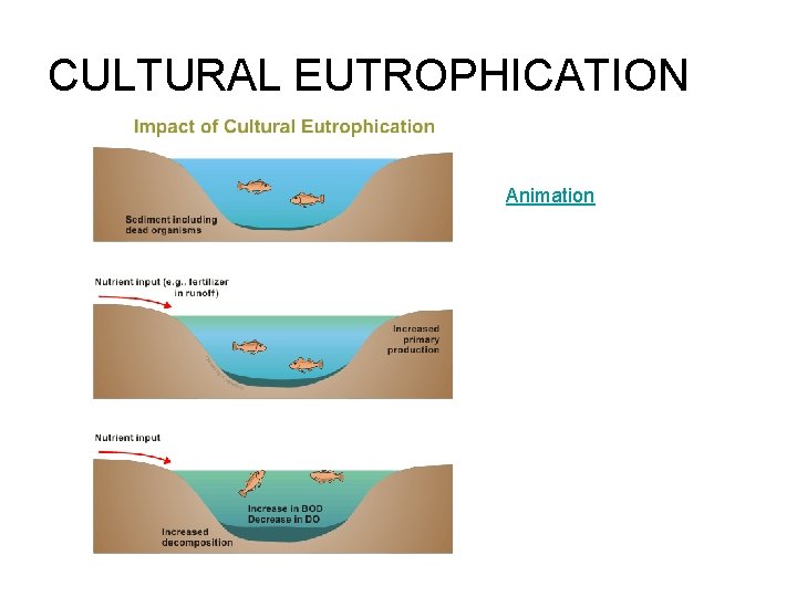 CULTURAL EUTROPHICATION Animation 