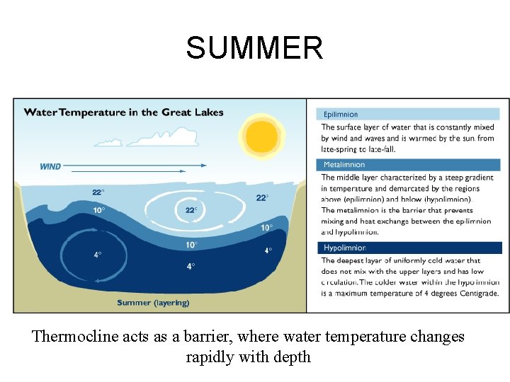 SUMMER Thermocline acts as a barrier, where water temperature changes rapidly with depth 