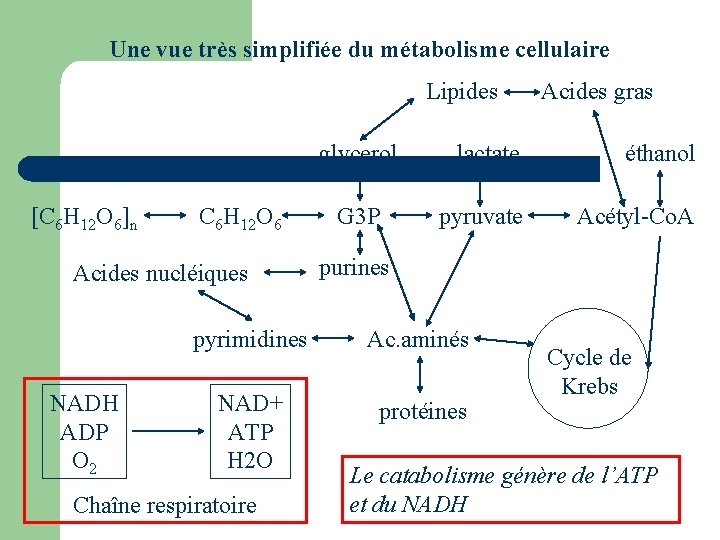 Une vue très simplifiée du métabolisme cellulaire Lipides glycerol [C 6 H 12 O