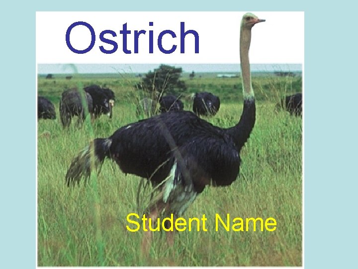 Ostrich Student Name 