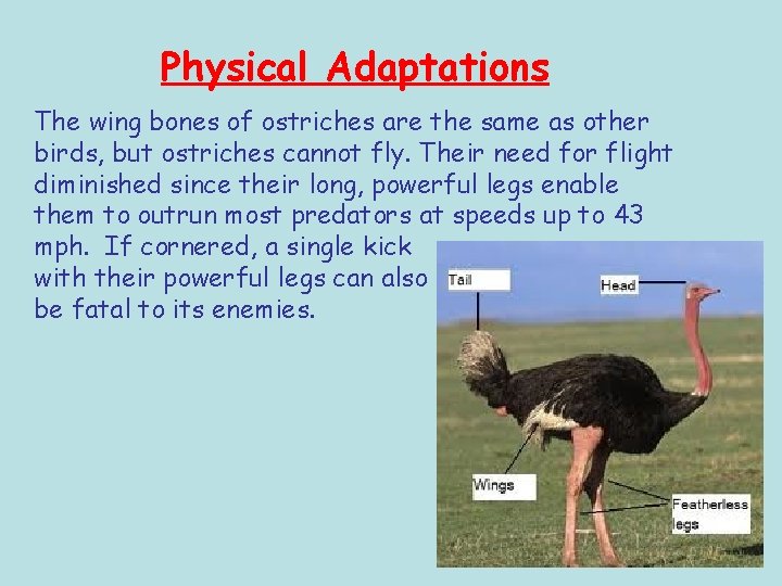 Physical Adaptations The wing bones of ostriches are the same as other birds, but