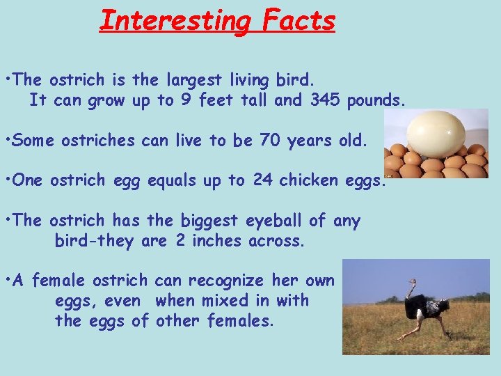 Interesting Facts • The ostrich is the largest living bird. It can grow up