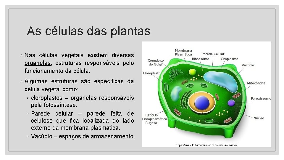 As células das plantas ◦ Nas células vegetais existem diversas organelas, estruturas responsáveis pelo