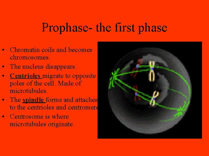 Prophase- the first phase • Chromatin coils and becomes chromosomes. • The nucleus disappears.