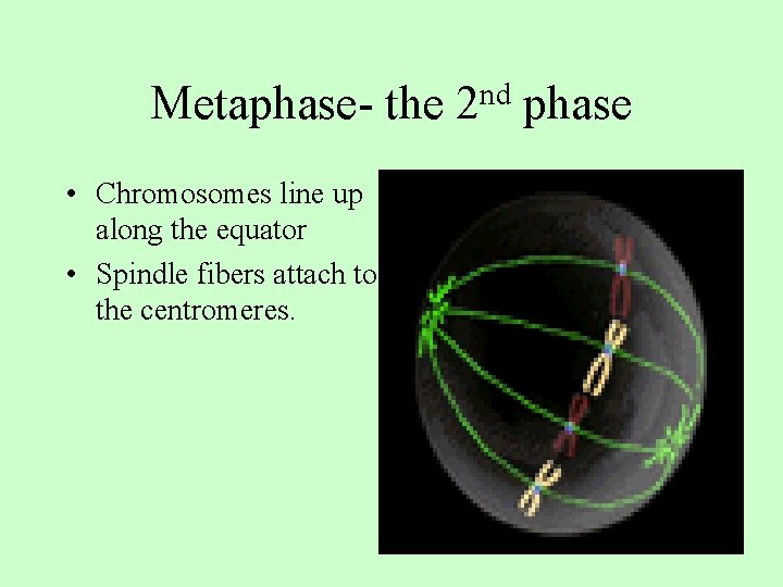 Metaphase- the • Chromosomes line up along the equator • Spindle fibers attach to