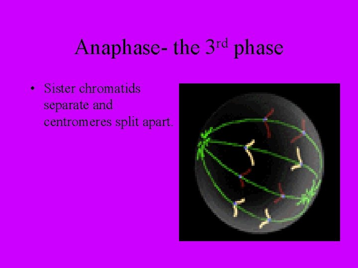 Anaphase- the • Sister chromatids separate and centromeres split apart. rd 3 phase 