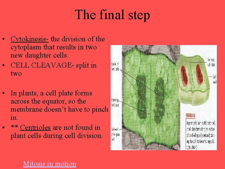 The final step • Cytokinesis- the division of the cytoplasm that results in two