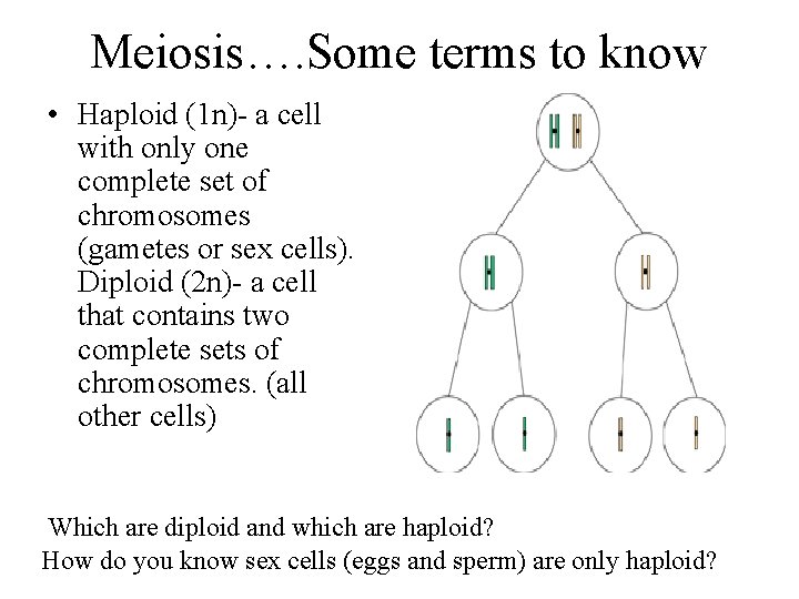 Meiosis…. Some terms to know • Haploid (1 n)- a cell with only one