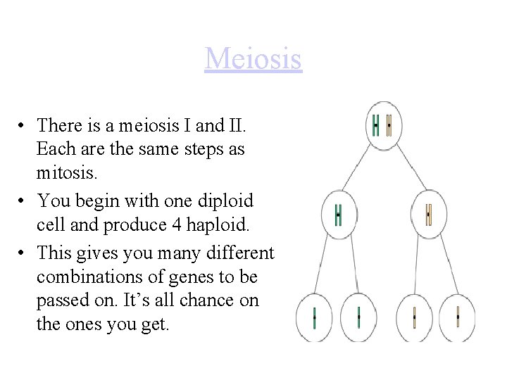 Meiosis • There is a meiosis I and II. Each are the same steps