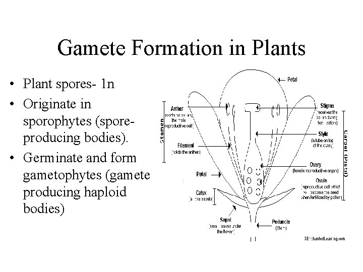 Gamete Formation in Plants • Plant spores- 1 n • Originate in sporophytes (sporeproducing