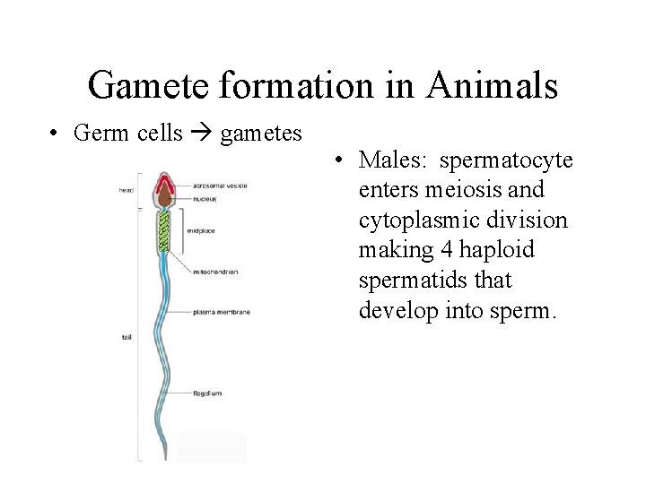 Gamete formation in Animals • Germ cells gametes • Males: spermatocyte enters meiosis and