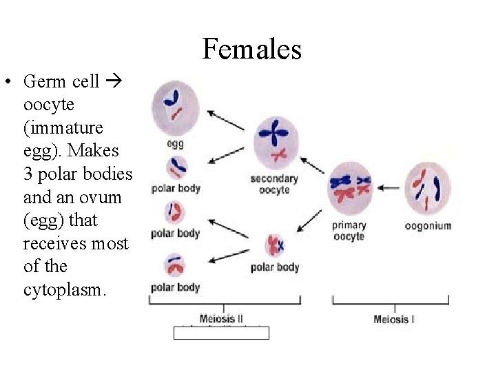 Females • Germ cell oocyte (immature egg). Makes 3 polar bodies and an ovum