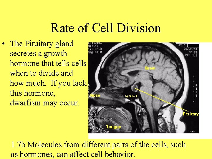 Rate of Cell Division • The Pituitary gland secretes a growth hormone that tells