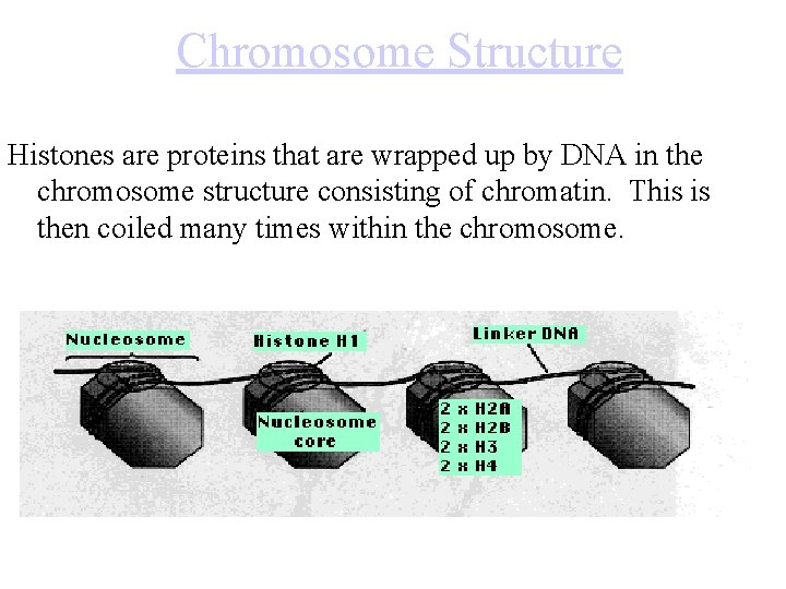 Chromosome Structure Histones are proteins that are wrapped up by DNA in the chromosome
