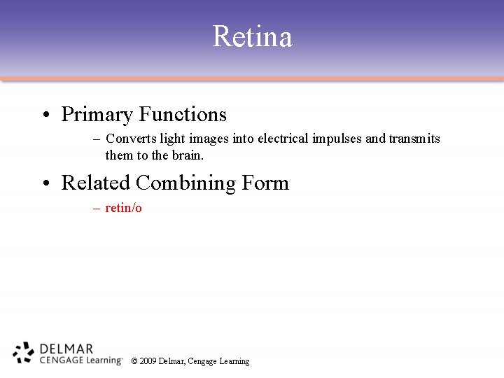 Retina • Primary Functions – Converts light images into electrical impulses and transmits them
