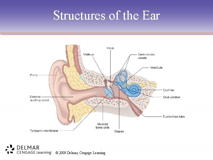 Structures of the Ear © 2009 Delmar, Cengage Learning 