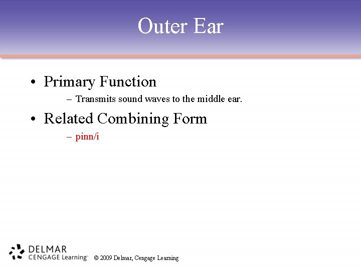 Outer Ear • Primary Function – Transmits sound waves to the middle ear. •