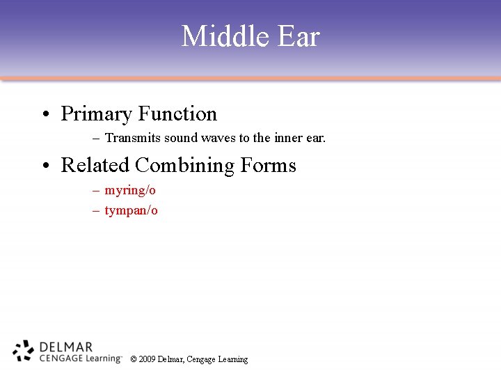 Middle Ear • Primary Function – Transmits sound waves to the inner ear. •
