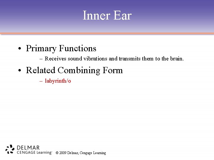 Inner Ear • Primary Functions – Receives sound vibrations and transmits them to the