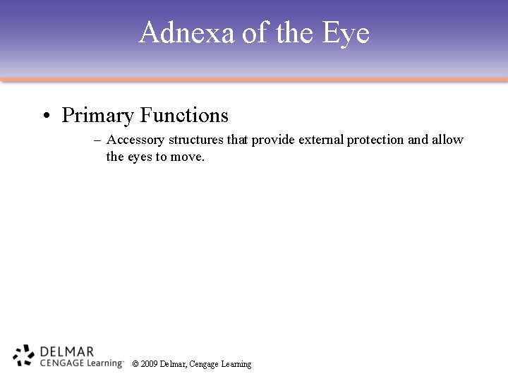 Adnexa of the Eye • Primary Functions – Accessory structures that provide external protection
