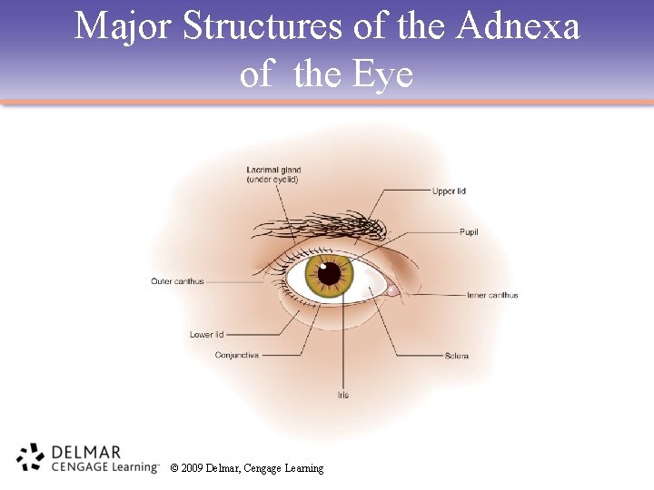 Major Structures of the Adnexa of the Eye © 2009 Delmar, Cengage Learning 
