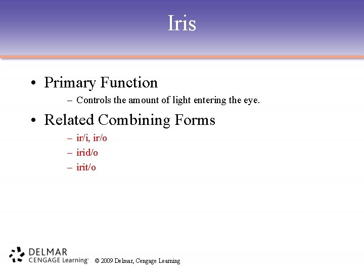 Iris • Primary Function – Controls the amount of light entering the eye. •