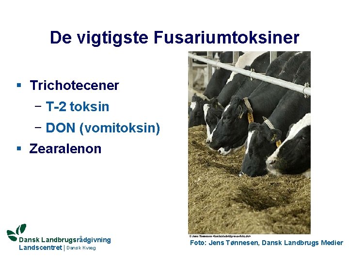 De vigtigste Fusariumtoksiner § Trichotecener − T-2 toksin − DON (vomitoksin) § Zearalenon Dansk