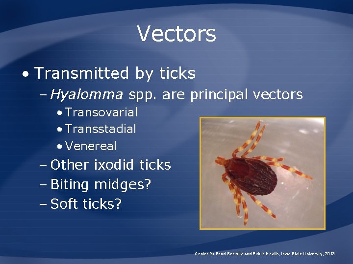 Vectors • Transmitted by ticks – Hyalomma spp. are principal vectors • Transovarial •