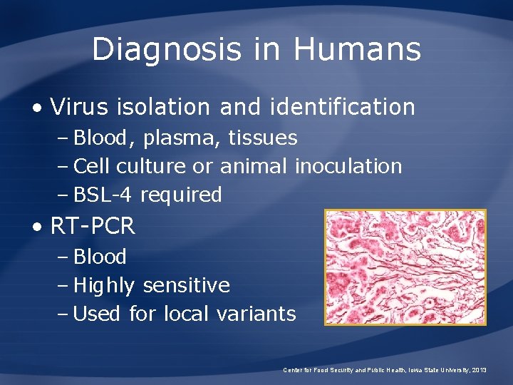 Diagnosis in Humans • Virus isolation and identification – Blood, plasma, tissues – Cell