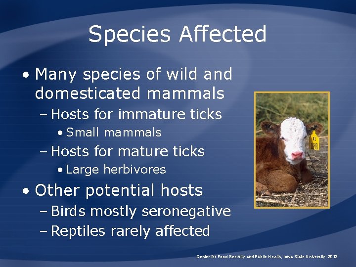 Species Affected • Many species of wild and domesticated mammals – Hosts for immature