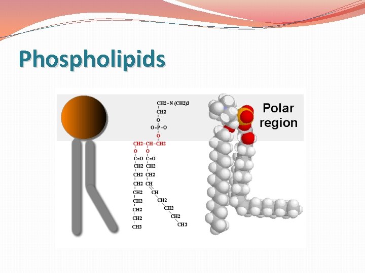 Phospholipids 