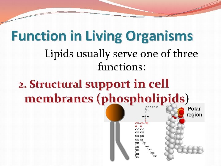 Function in Living Organisms Lipids usually serve one of three functions: 2. Structural support