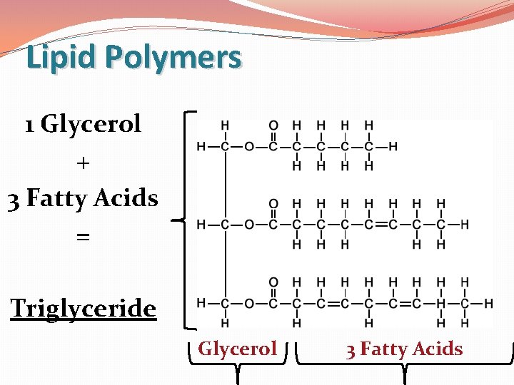 Lipid Polymers 1 Glycerol + 3 Fatty Acids = Triglyceride Glycerol 3 Fatty Acids