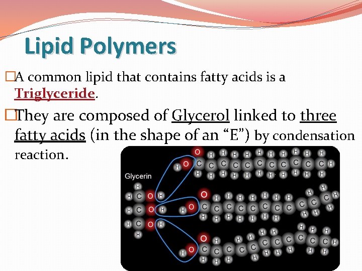 Lipid Polymers �A common lipid that contains fatty acids is a Triglyceride. �They are