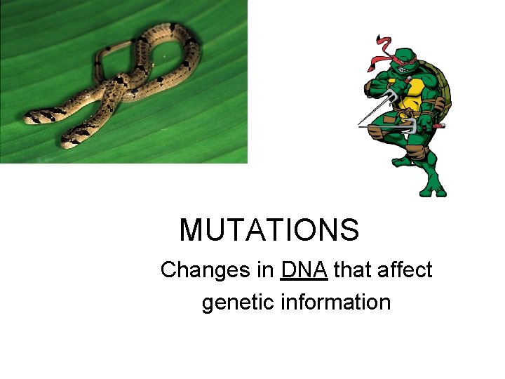 MUTATIONS Changes in DNA that affect genetic information 