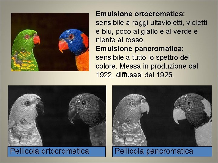 Emulsione ortocromatica: sensibile a raggi ultavioletti, violetti e blu, poco al giallo e al Emulsione ortocromatica: sensibile a raggi ultavioletti, violetti e blu, poco al giallo e al