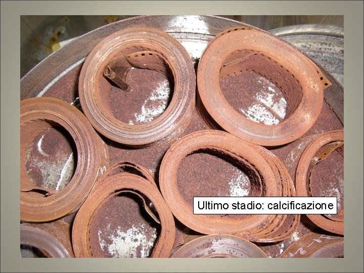 Ultimo stadio: calcificazione Ultimo stadio: calcificazione