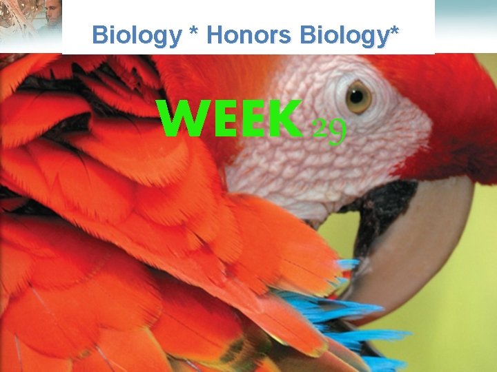  Lesson Overview What is Ecology? Biology * Honors Biology* WEEK 29 