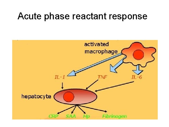 Acute phase reactant response 