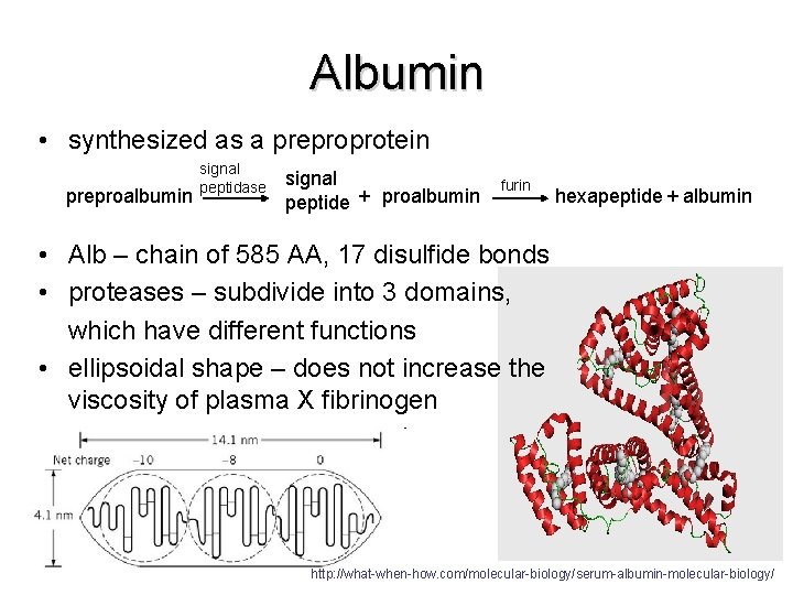 Albumin • synthesized as a preproprotein preproalbumin signal peptidase signal peptide + proalbumin furin