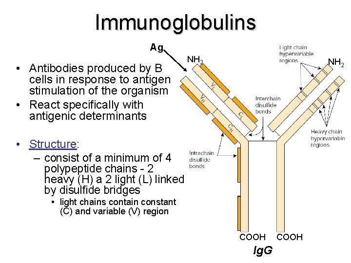 Immunoglobulins Ag • Antibodies produced by B cells in response to antigen stimulation of