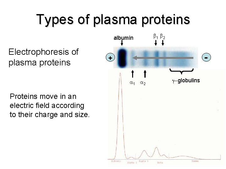 Types of plasma proteins albumin Electrophoresis of plasma proteins - + 1 2 Proteins