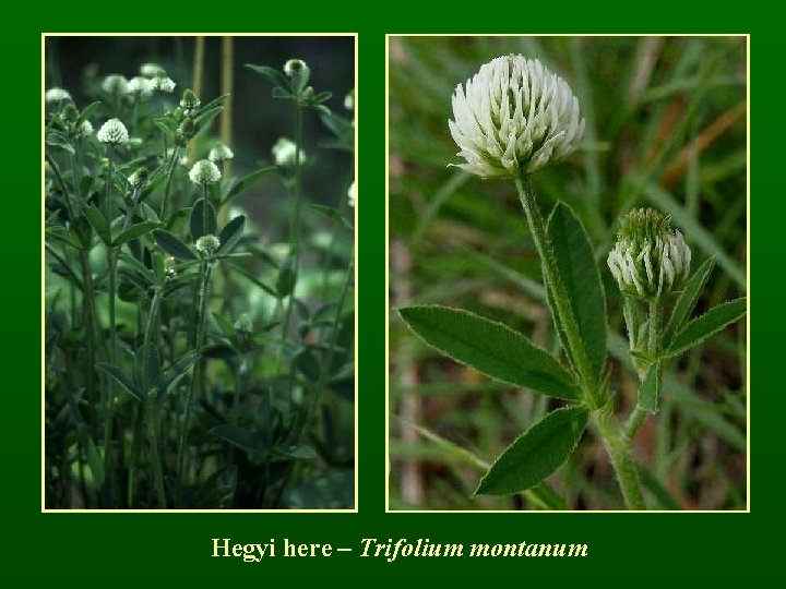 Hegyi here – Trifolium montanum 