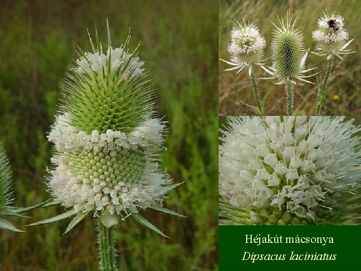 Héjakút mácsonya Dipsacus laciniatus 