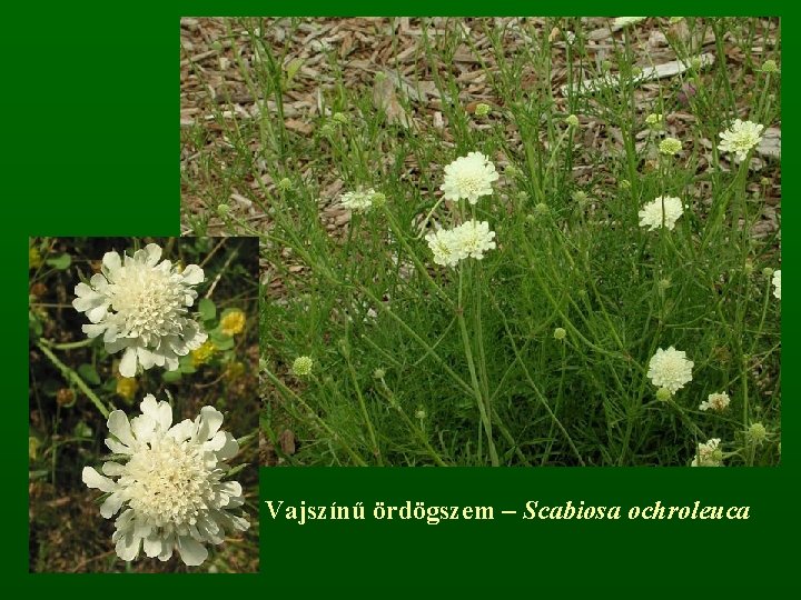 Vajszínű ördögszem – Scabiosa ochroleuca 