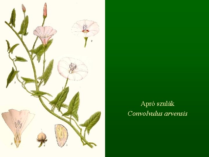 Apró szulák Convolvulus arvensis 