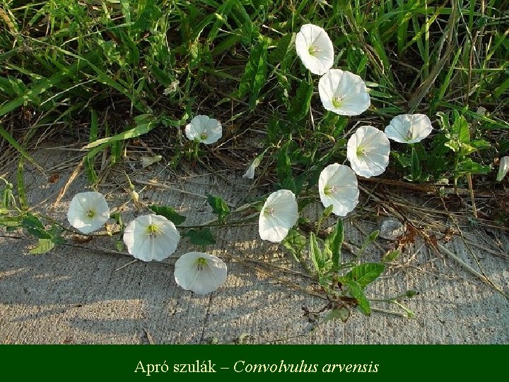 Apró szulák – Convolvulus arvensis 