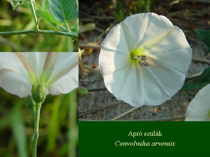 Apró szulák Convolvulus arvensis 